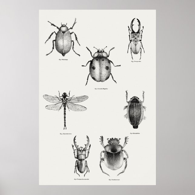 Insektendiagramm Poster (Vorne)