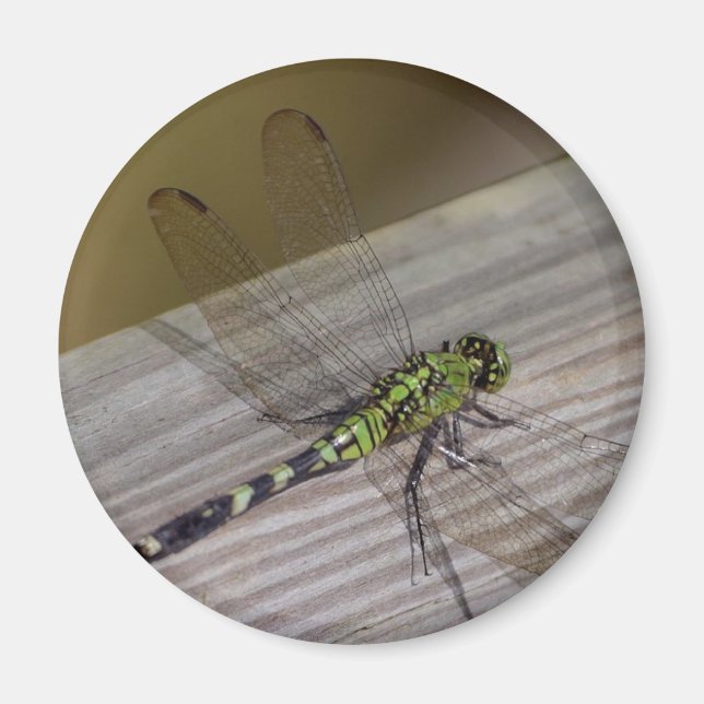 Insektendragonfly Magnet (Vorne)