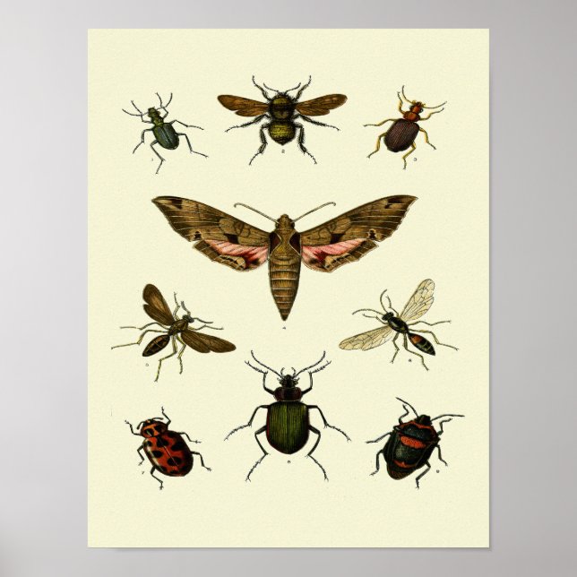 Insektendruck von 9 Vintagen Insekten Poster (Vorne)