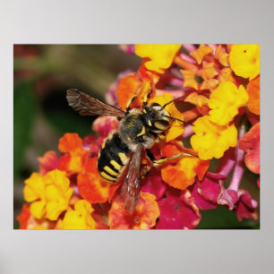 Insektenherbst Poster