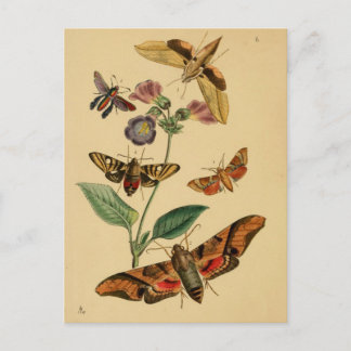 Insektenkunde-Postkarte Postkarte