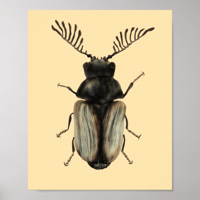 Insektenkunst Poster (Vorne)
