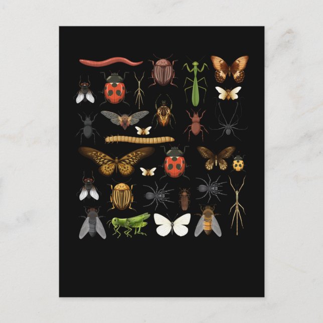 Insektensammlung Naturfliegermotten Postkarte (Vorderseite)
