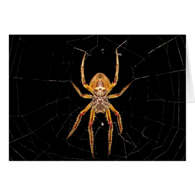 Insektenspinne Kolombia (Vorderseite (Horizontal))