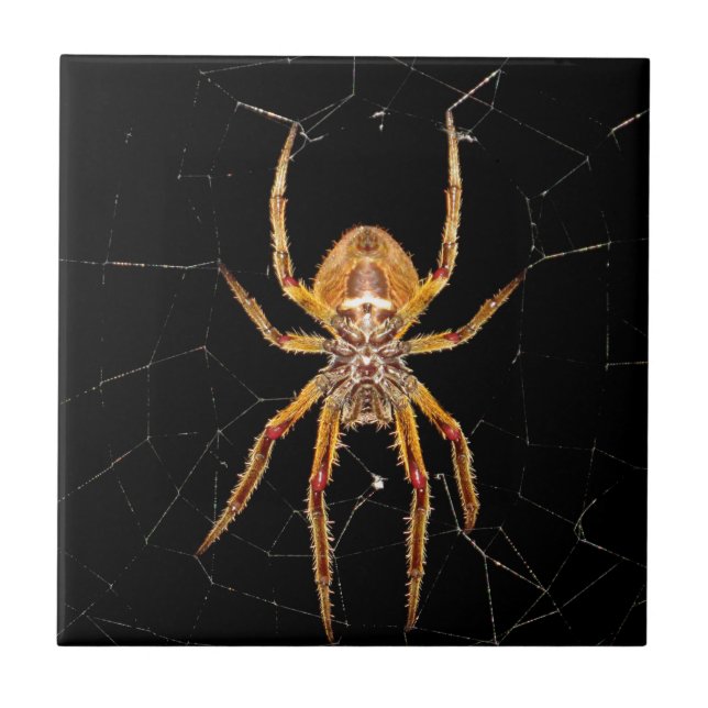 Insektenspinne Kolombia Fliese (Vorderseite)