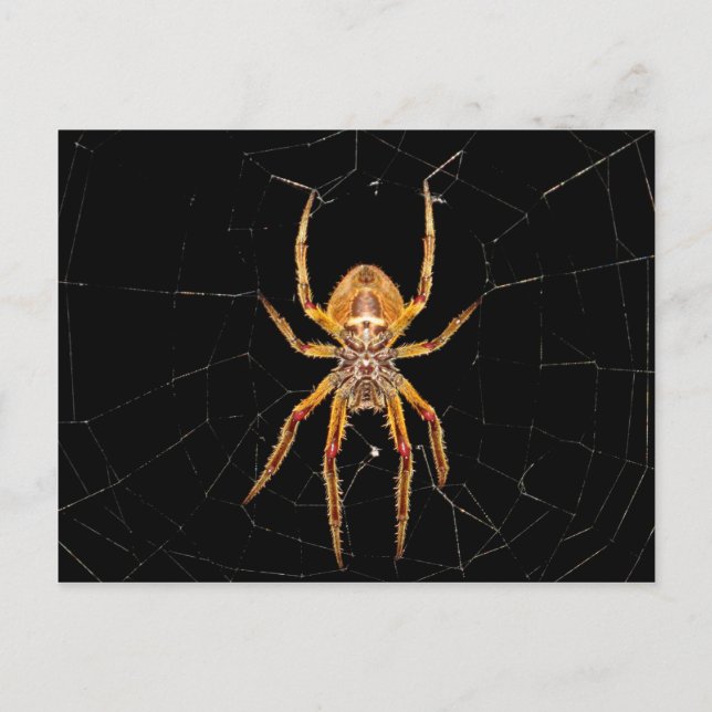 Insektenspinne Kolombia Postkarte (Vorderseite)