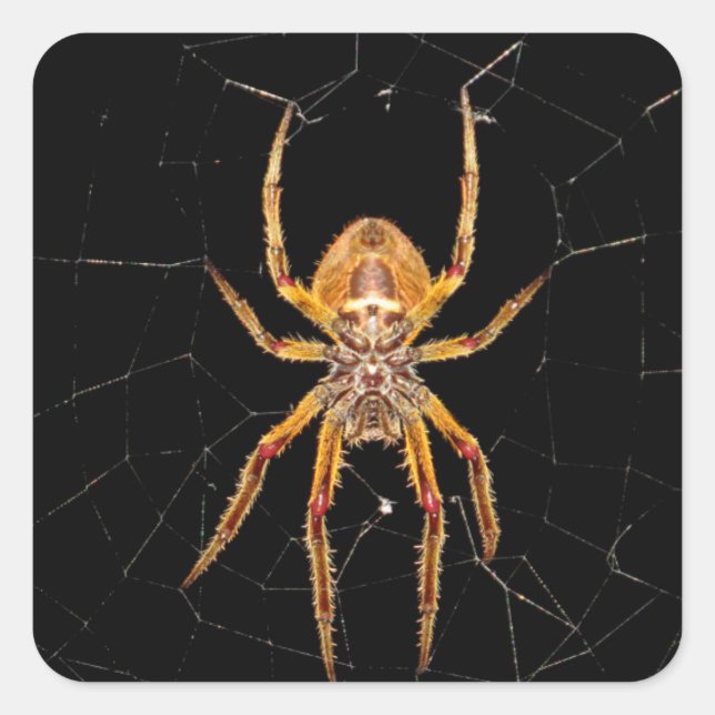 Insektenspinne Kolombia Quadratischer Aufkleber (Vorderseite)