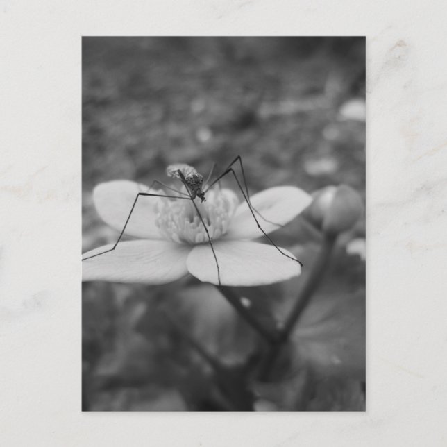 insektschwarzweiß postkarte (Vorderseite)
