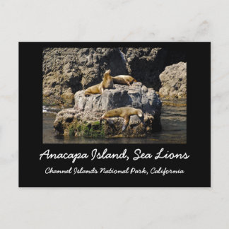 Insel Anacapa, Seelöwen Postkarte