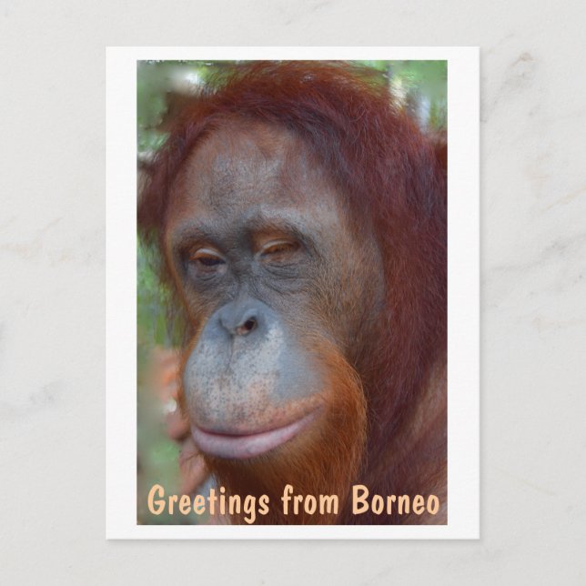 Insel Borneo Orangutan Postkarte (Vorderseite)