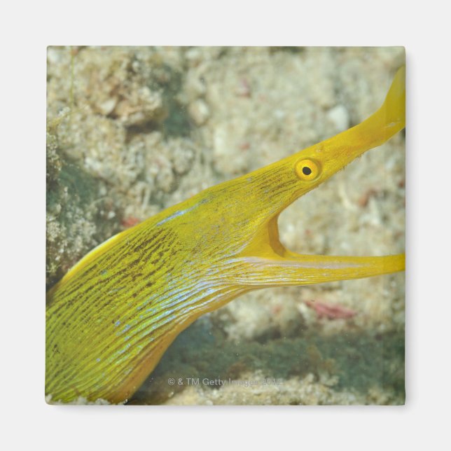Insel Borneo, Sipadan Magnet (Vorne)
