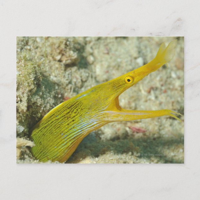 Insel Borneo, Sipadan Postkarte (Vorderseite)