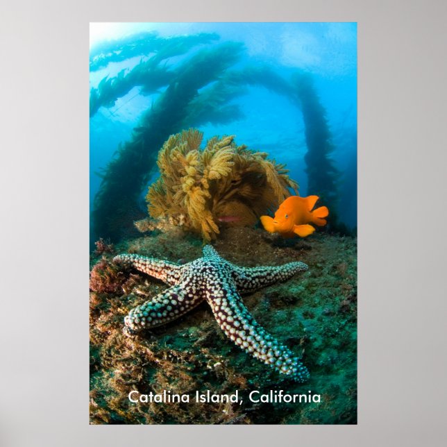 Insel Catalina, Kalifornien Poster (Vorne)