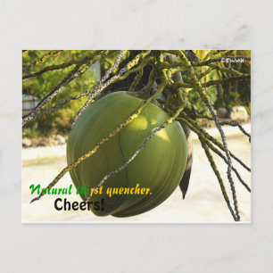 Insel (Coconut) Postkarte