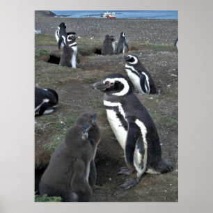 Insel Magdalena Pinguin Kolonie Poster