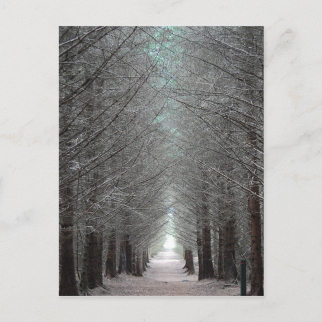 Insel Mull Forest Postkarte (Vorderseite)