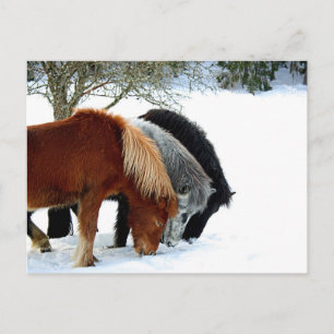 InselnHästar - Häst Postkarte