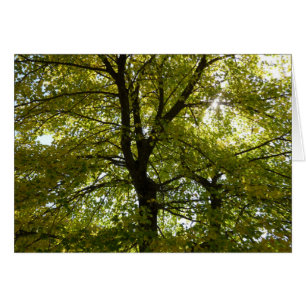 Inside a Yellow Maple Tree Autumn Nature
