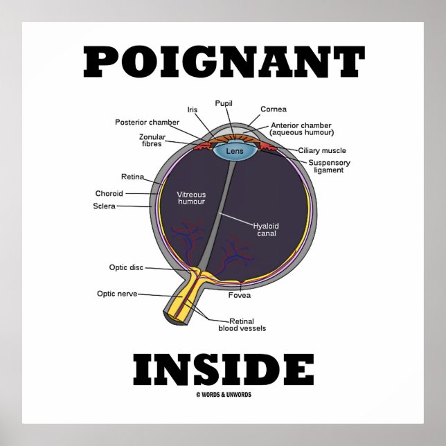 Inside (anatomisches Auge) Poster (Vorne)