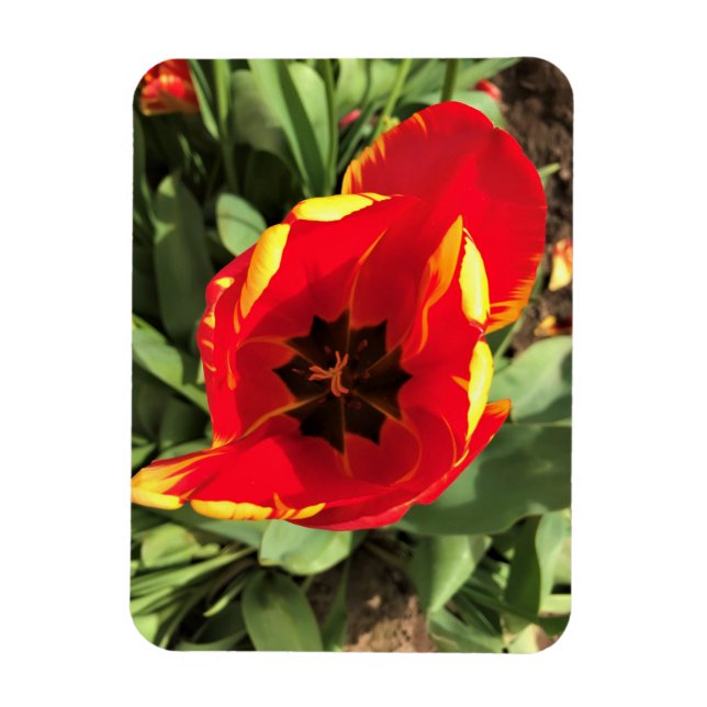 Inside Banja Luka Tulip, Oregon Magnet (Vertikal)