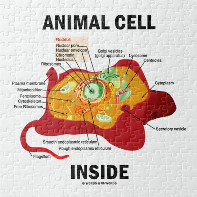 Inside (Biologie eukaryotische Zelle) (Jigsaw puzzle for anyone with eukaryotic cells featuring biology truism saying "Animal Cell Inside")