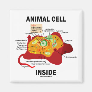 Inside (Eukaryote Zellbiologie) Magnet