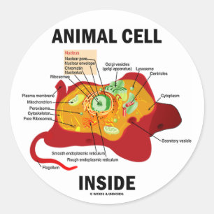Inside (Eukaryote Zellbiologie) Runder Aufkleber