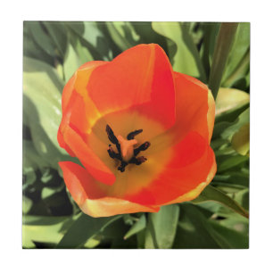 Inside Orange Tulip Fliese