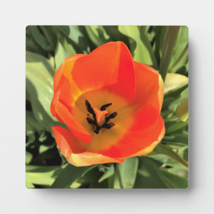 Inside Orange Tulip Fotoplatte