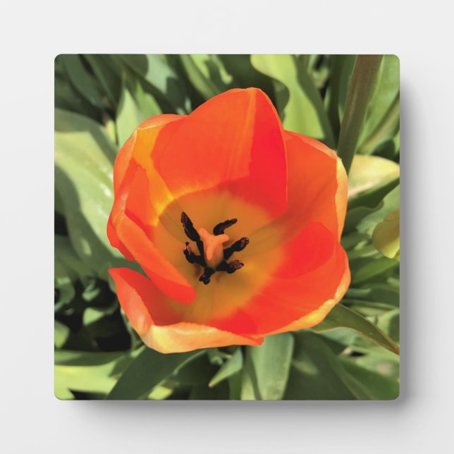 Inside Orange Tulip Fotoplatte (Vorderseite)