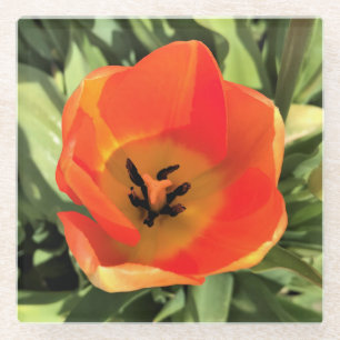 Inside Orange Tulip Glasuntersetzer