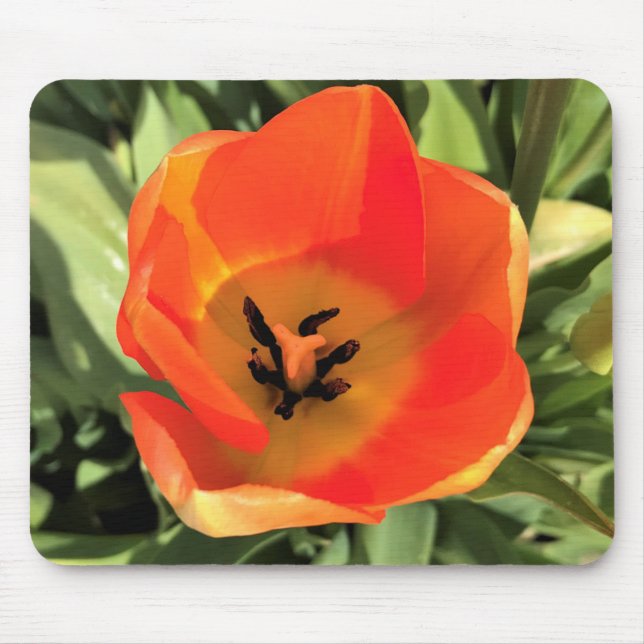 Inside Orange Tulip Mousepad (Vorne)