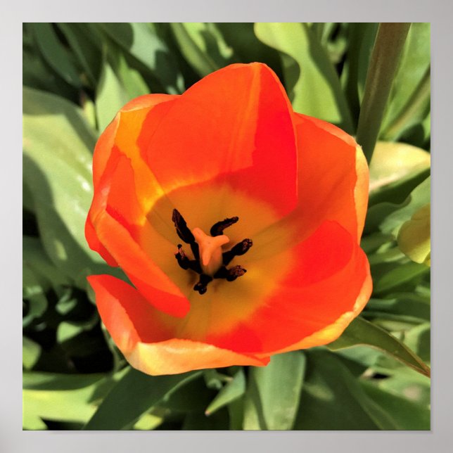Inside Orange Tulip Poster (Vorne)
