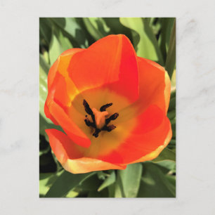 Inside Orange Tulip Postkarte