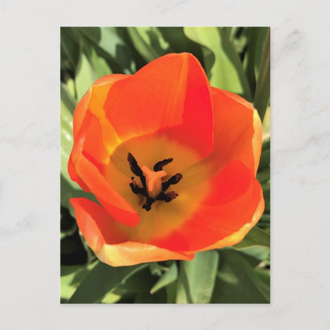 Inside Orange Tulip Postkarte (Vorderseite)