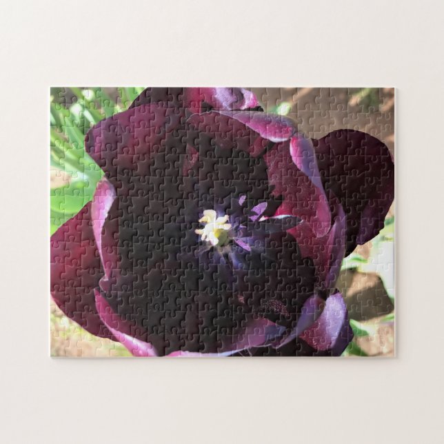 Inside Queen of the Night Tulip (Horizontal)