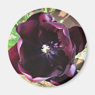 Inside Queen of the Night Tulip Magnet