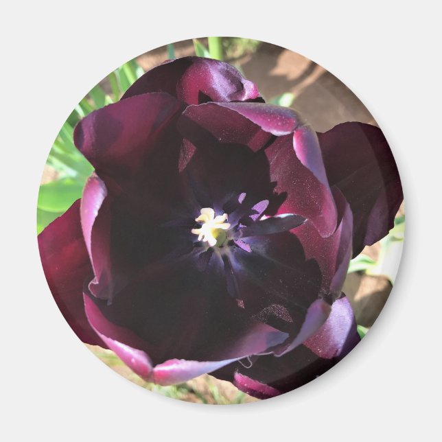 Inside Queen of the Night Tulip Magnet (Vorne)