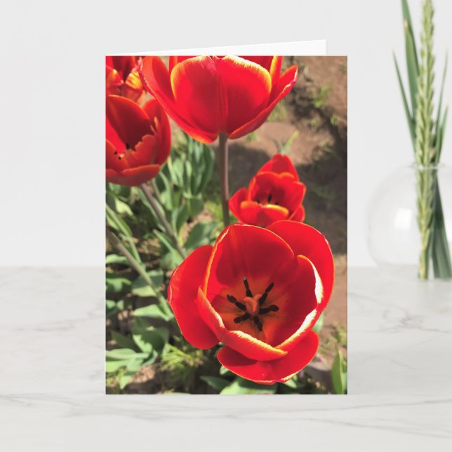Inside Red Tulips Karte (Vorderseite)