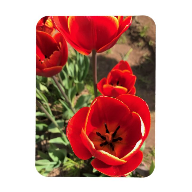 Inside Red Tulips Magnet (Vertikal)