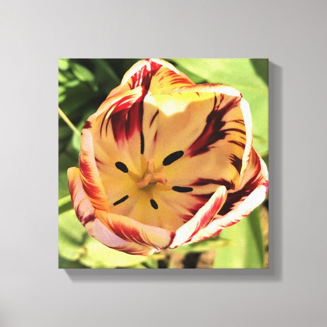 Inside Red & White Tulip Leinwanddruck (Vorderseite)