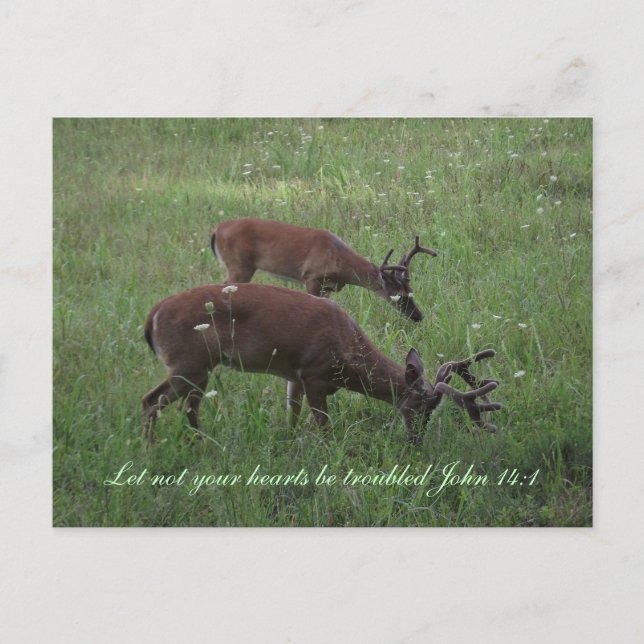 Inspiration scripture carte postale cerf Cades Cov (Devant)