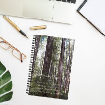 Inspiration Serenity Gebet Sunlit Forest