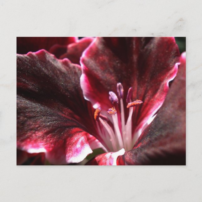 Inspirierte Geranium Postkarte (Vorderseite)