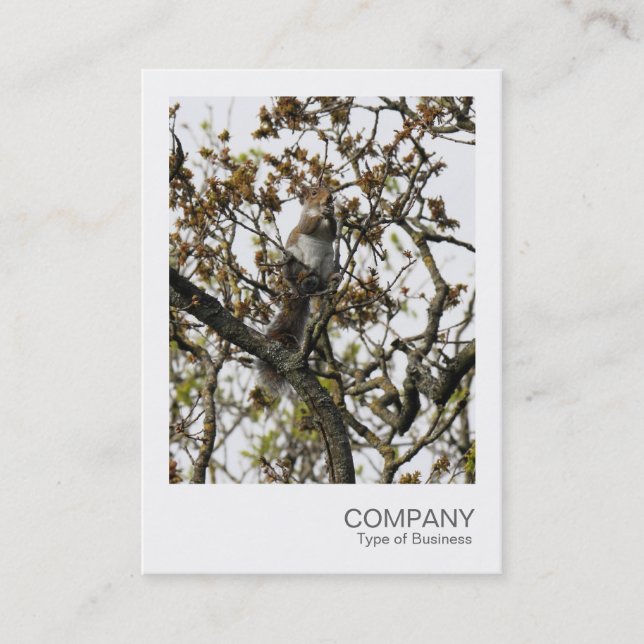 Instant Foto 01 - Eichhörnchen in einem Baum Visitenkarte (Vorderseite)