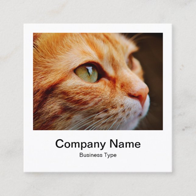 Instant Foto Style - Unternehmen - Ingwerkatze Quadratische Visitenkarte (Vorderseite)