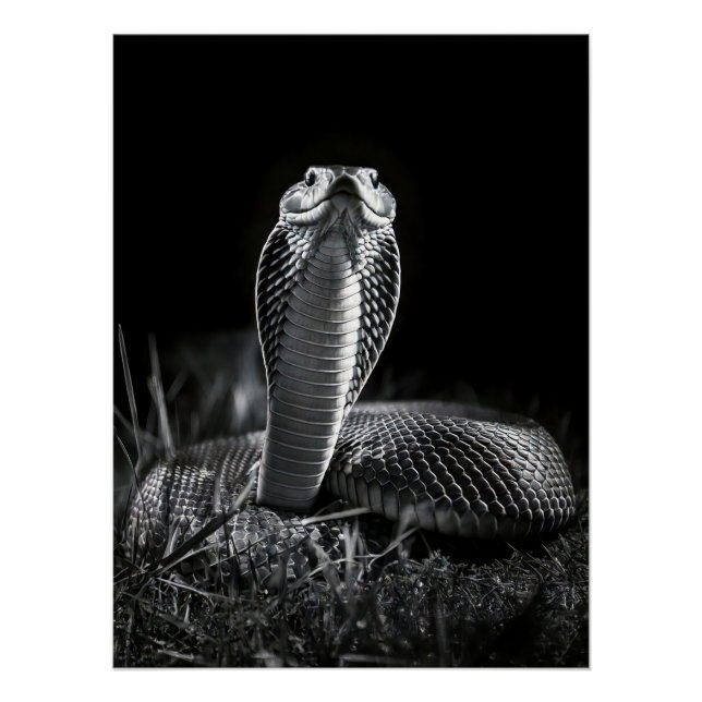  Intense Black & White King Cobra Fine Art Print | Poster (Vorderseite)