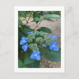 Intense Blue Lacecap Hydrangea Postkarte