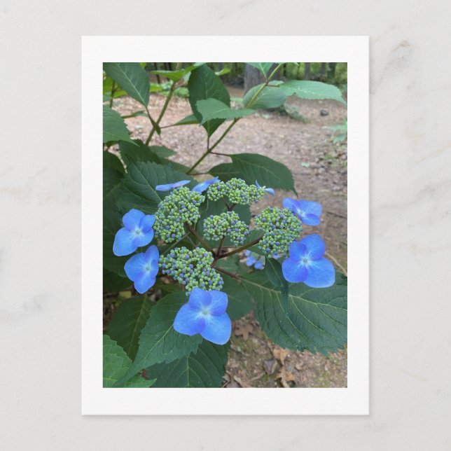 Intense Blue Lacecap Hydrangea Postkarte (Vorderseite)