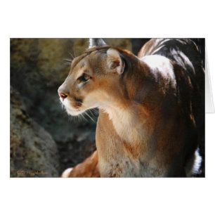 Intense Cougar